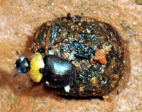 Dung Beetle