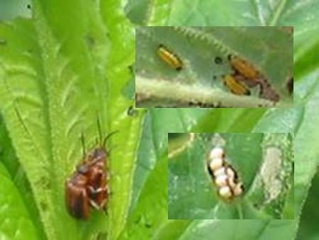 Garerucella