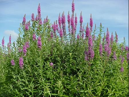 loosestrife