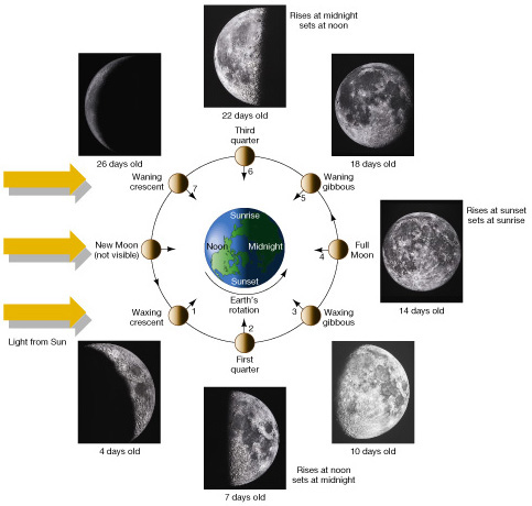 moon phases in order. 8 moon phases in order.