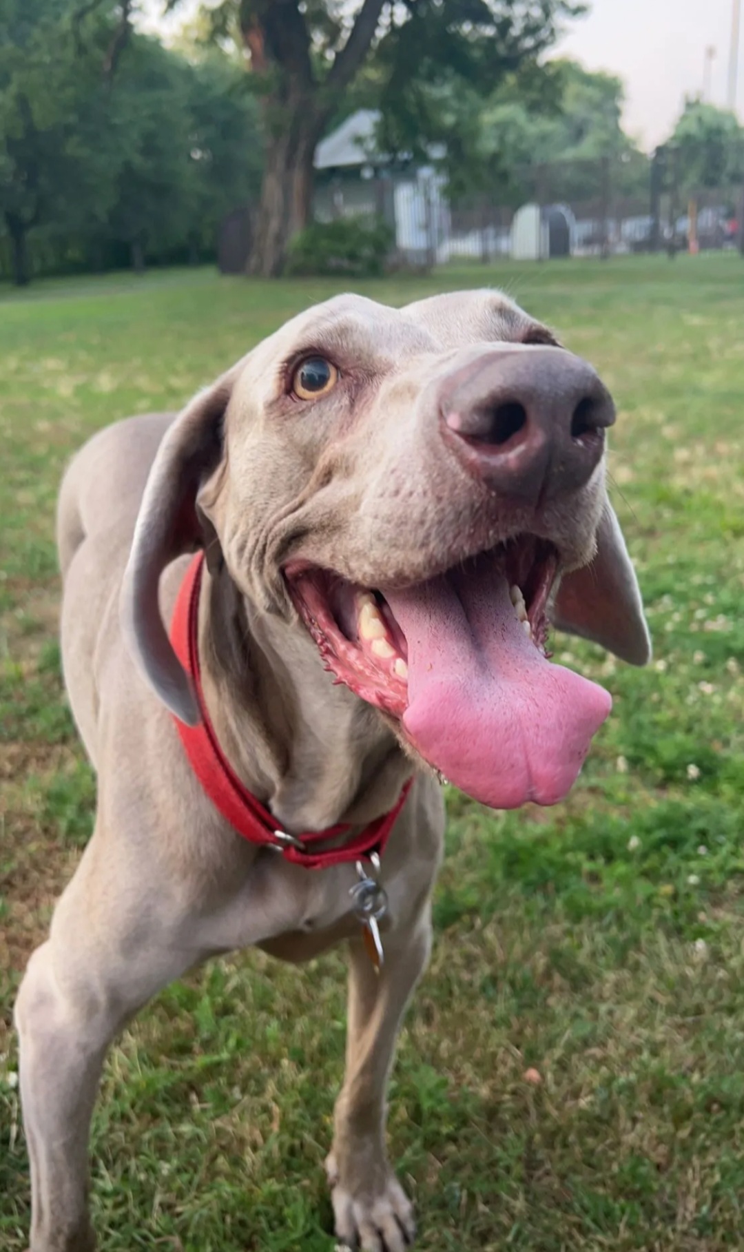 A picture of a female Weimaraner 
smiling at a park.