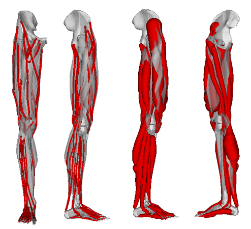 Lower Extremity Muscles