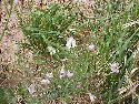 Beach Flower