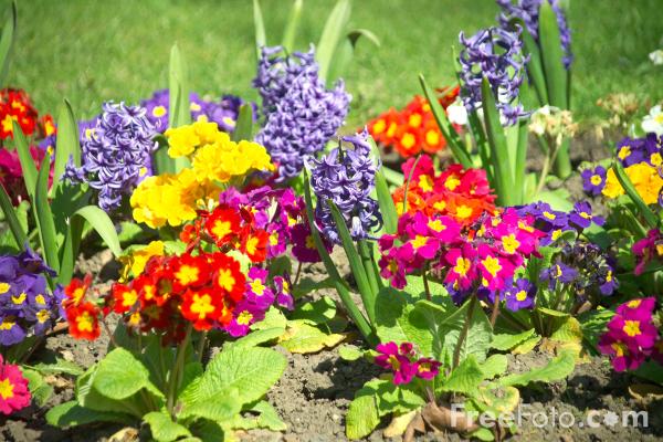pretty flowers