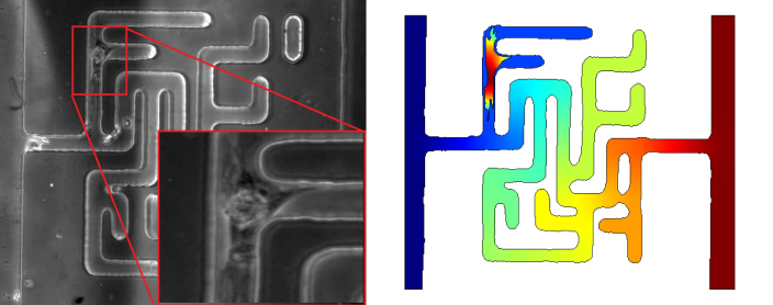 Cell Migration image